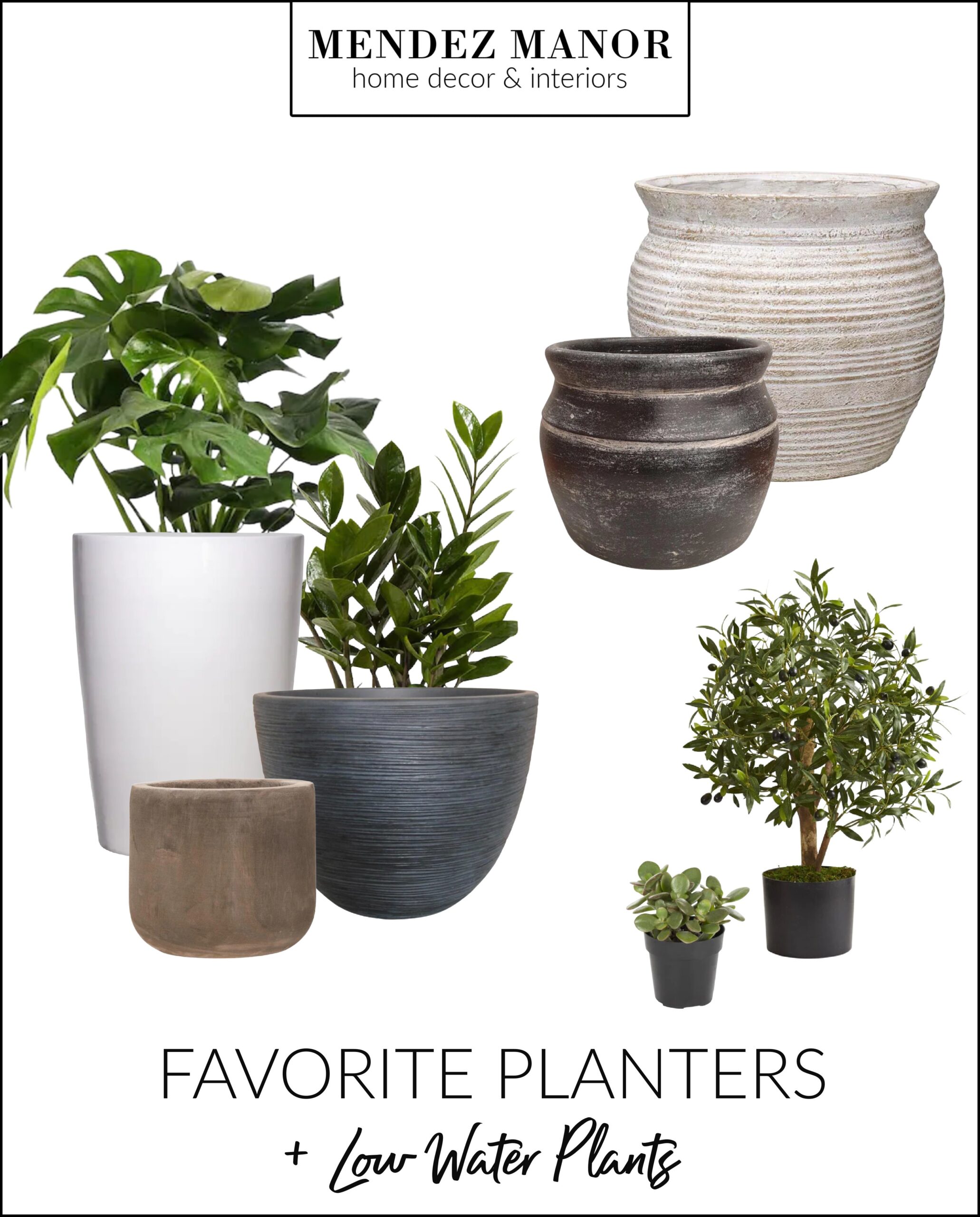 Our Favorite Planters & Low Water Plants